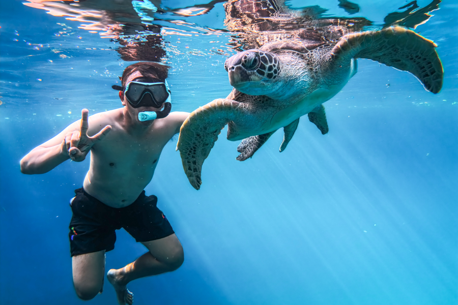 Swimming with a sea turtle at the Moko lake in Muna Sulawesi
