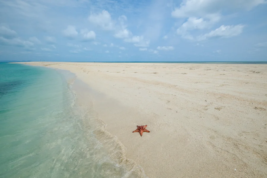 Starfish at the Gusung Asem sandbar in Bangka