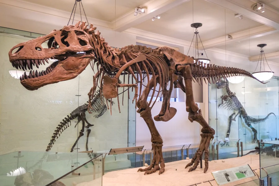 Tyrannosaurus Rex dinosaur skeleton at the American Museum of Natural History in NYC