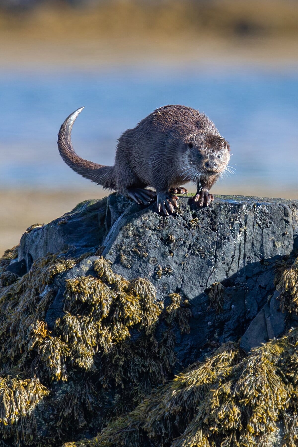 Otter on the Isle of Mull