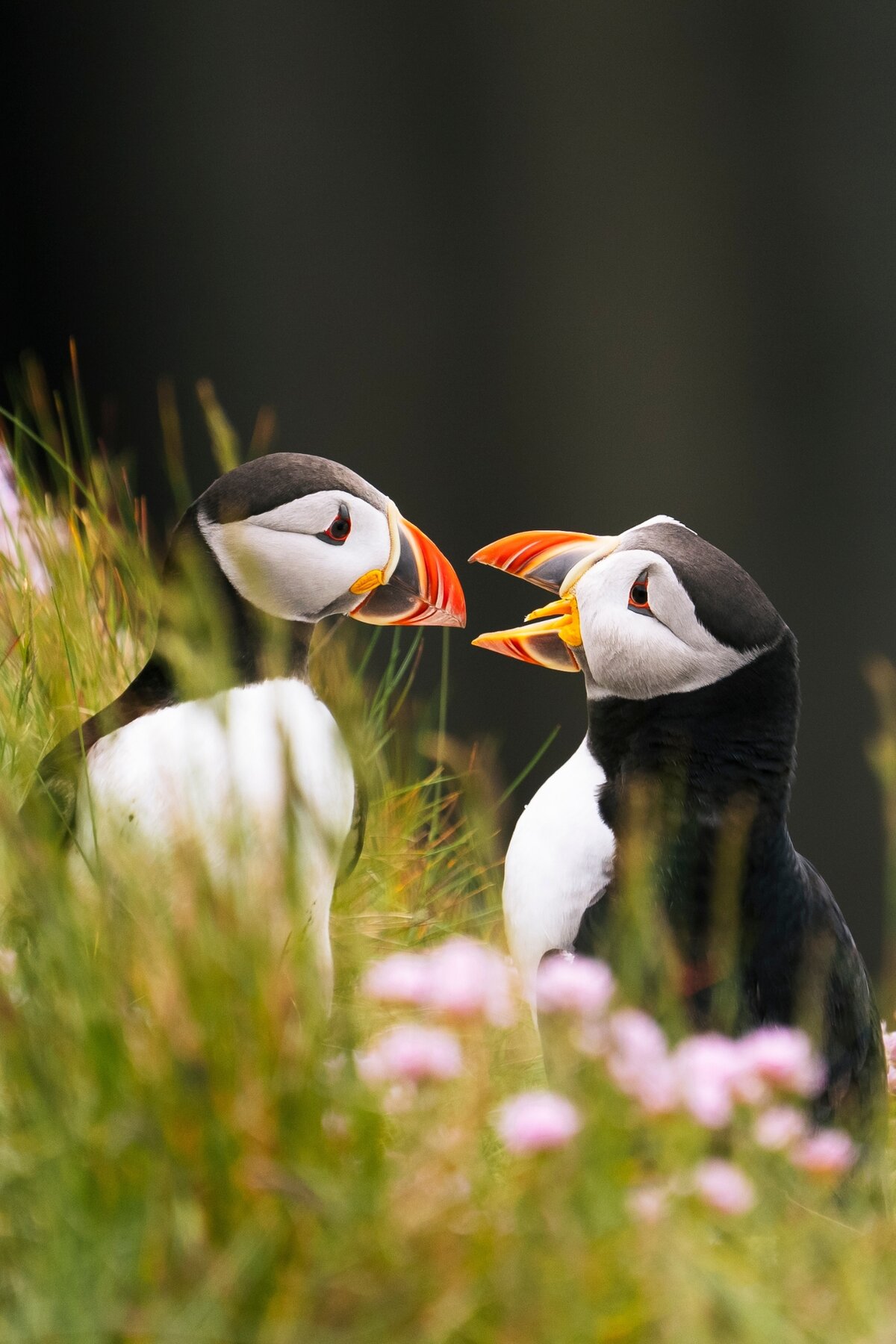 Puffins Scotland Isles