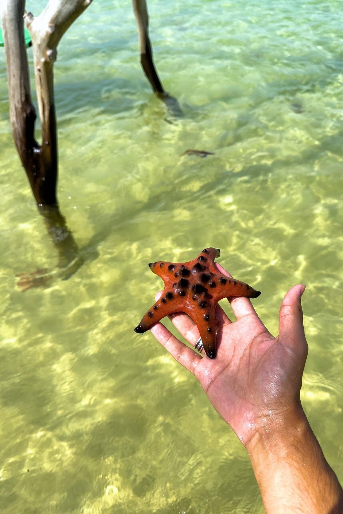 Starfish Beach Vietnam