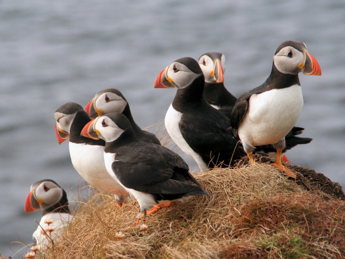 Puffins on the Isle of Westray