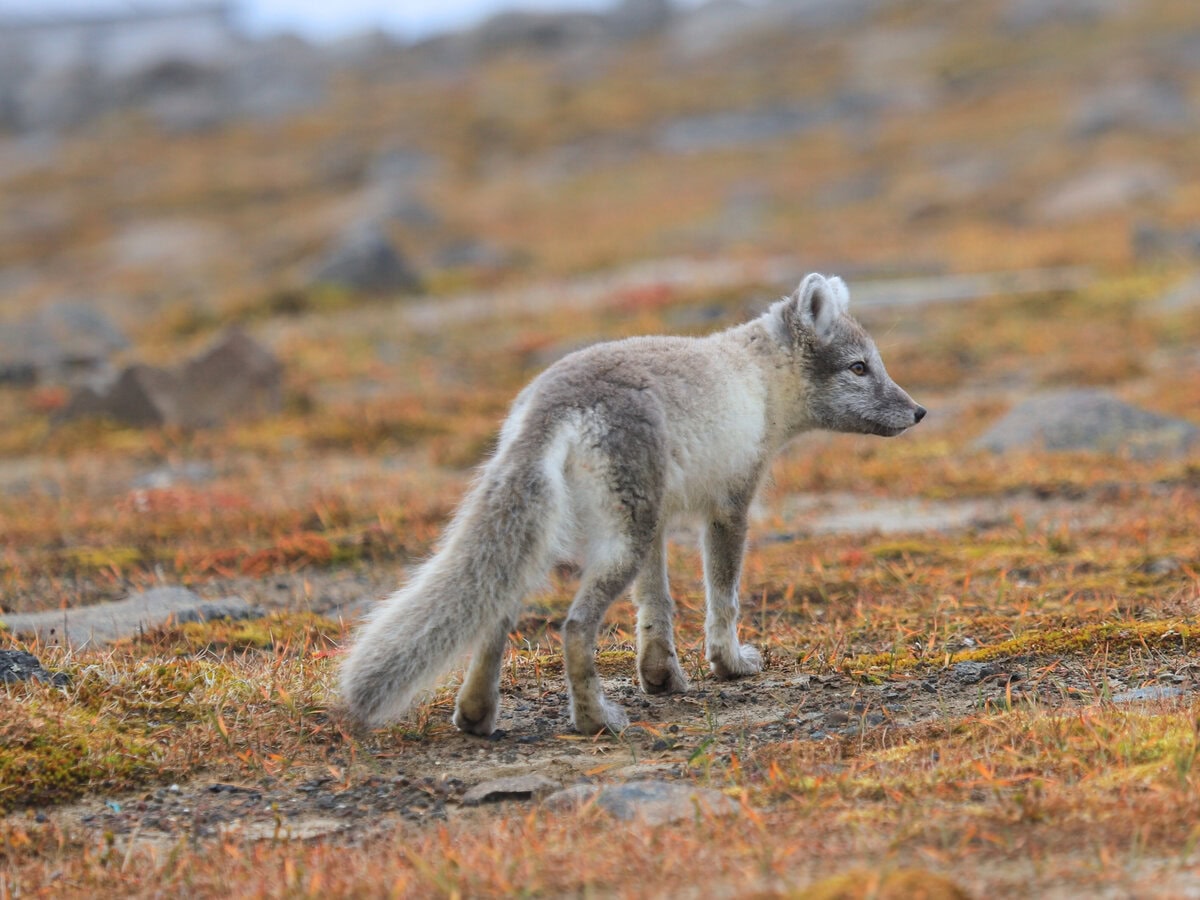 Arctic Fox