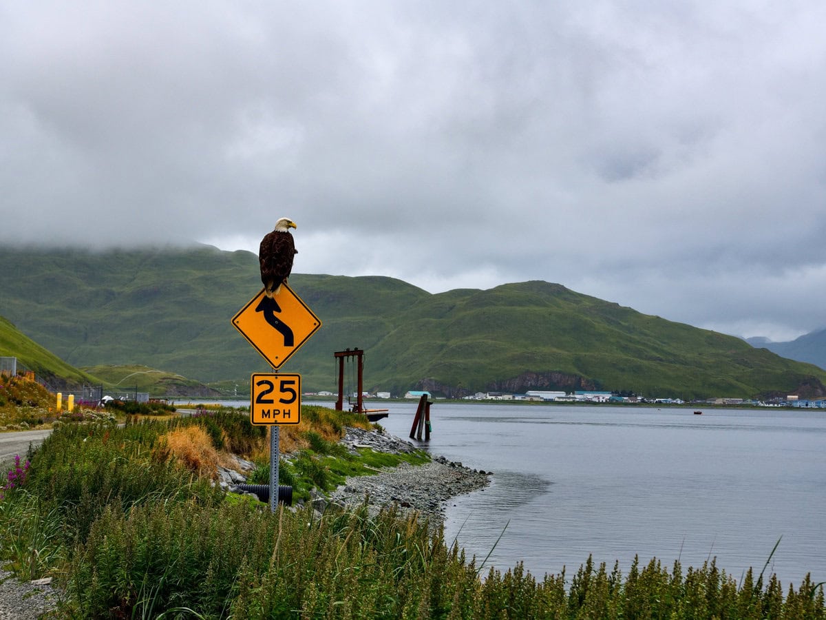 Eagle on Road Sign in Unalaska Island