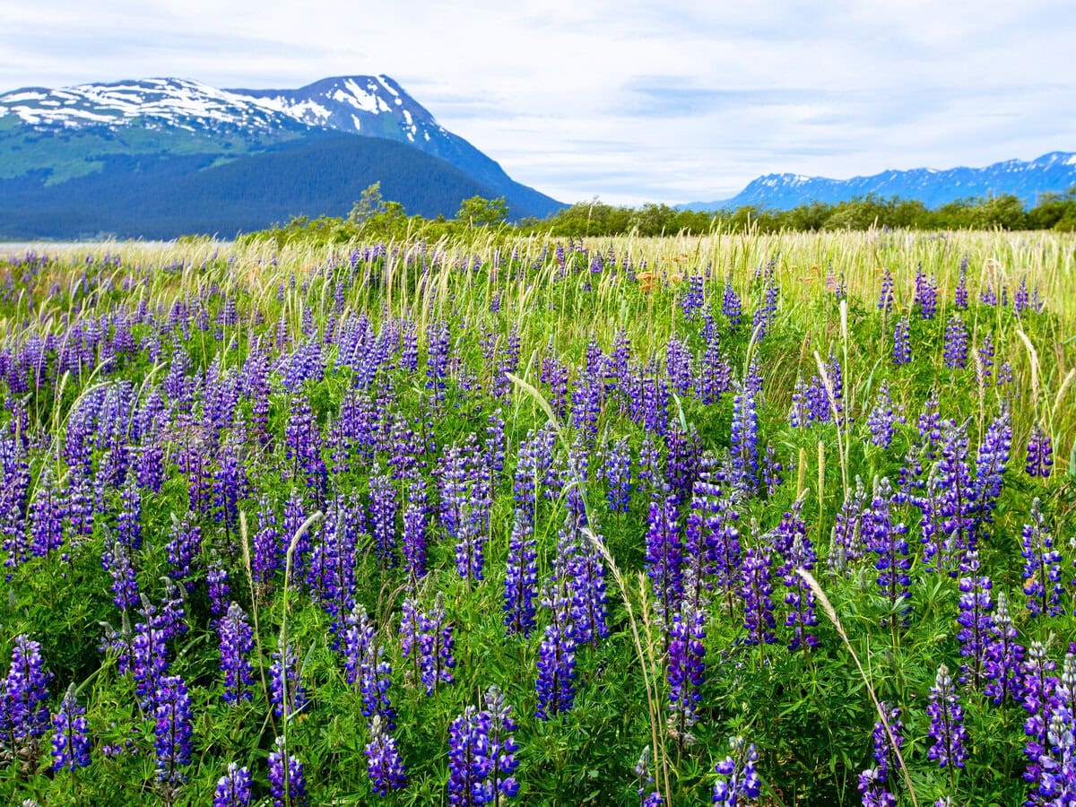 Wildflowers in Alaska