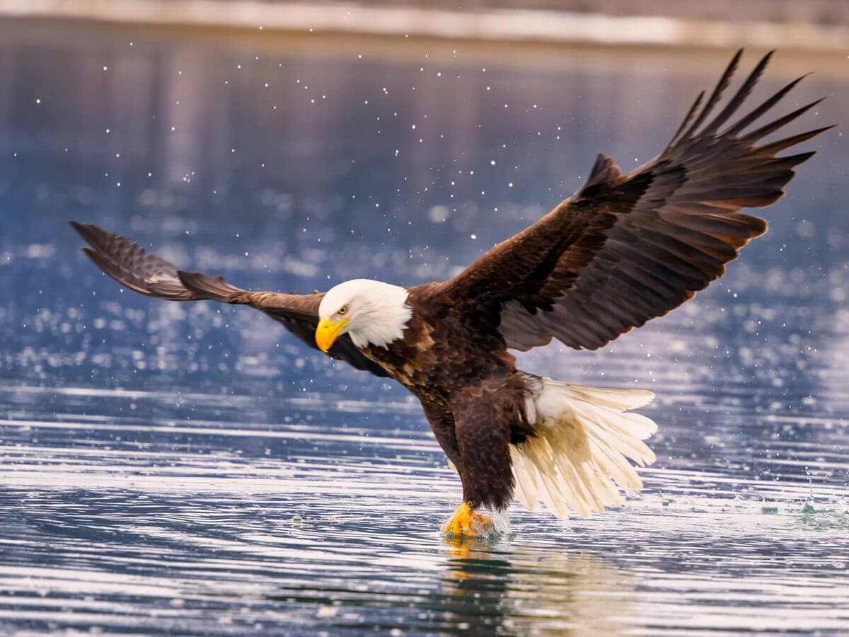 Bald Eagle Alaska