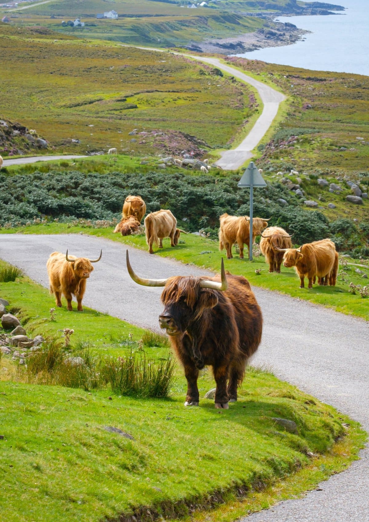 Highland Cows 500