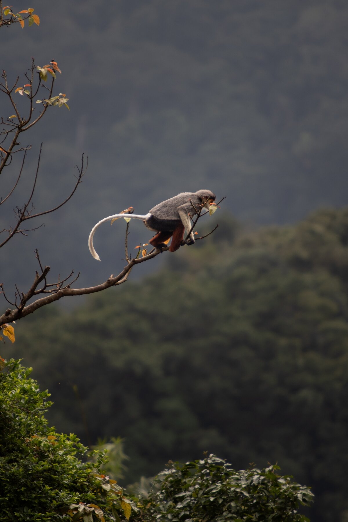 Monkey Mountain, Da Nang, Vietnam