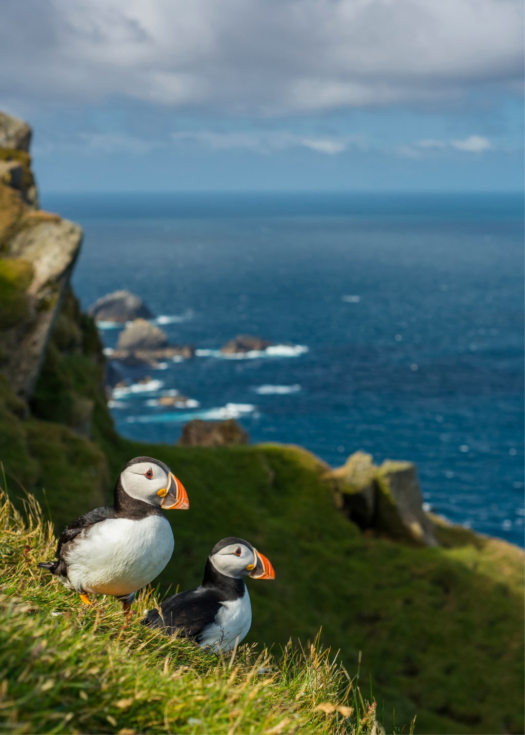 Wild Puffins on Shetland Islands, Scotland