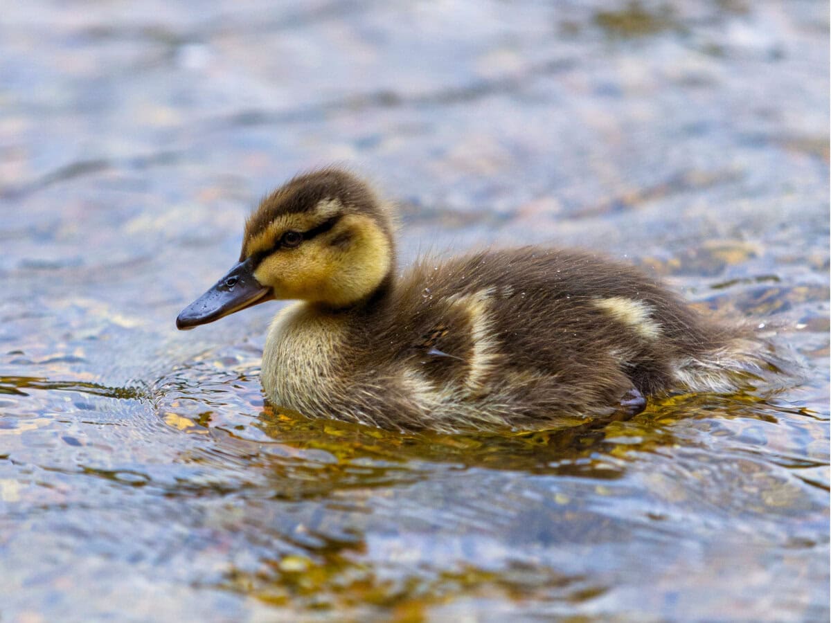 Duck Swimming in the Lake, Newcastle, Uk