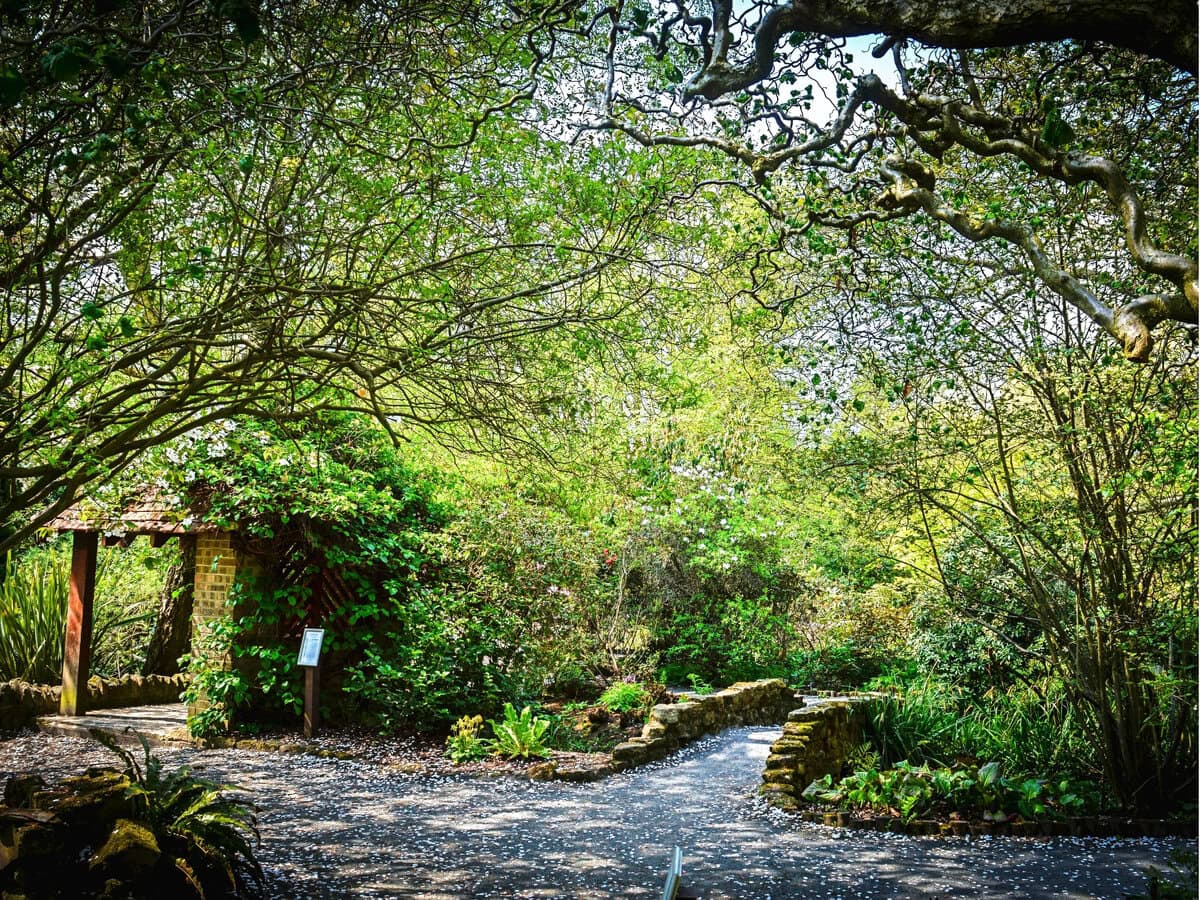 Forest in Durham University Botanic Garden