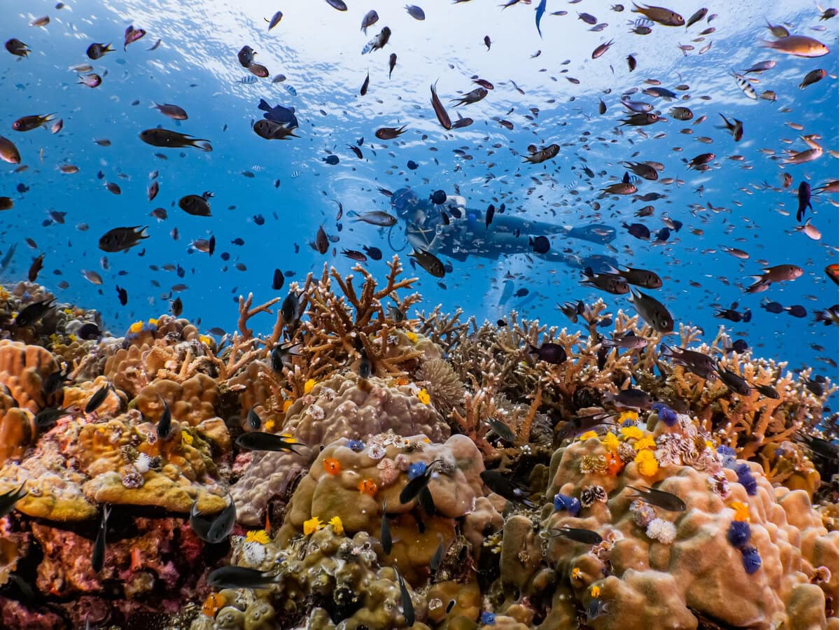 Underwater Landscape in Koh Tao
