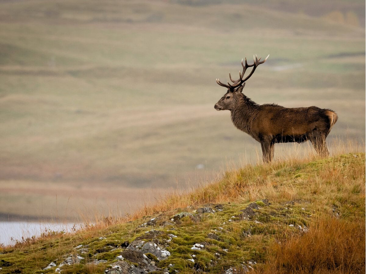 Near Laggan in Cairngorm National Park