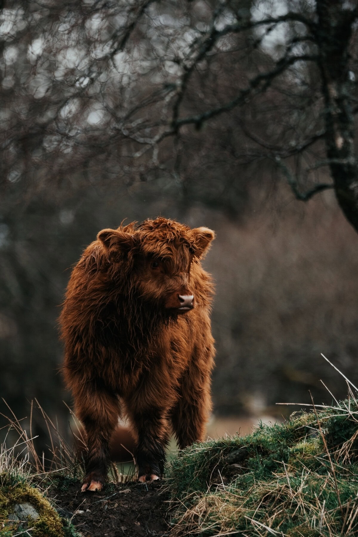 Young Highland Cow Coo in the Scottish Highlands Uk