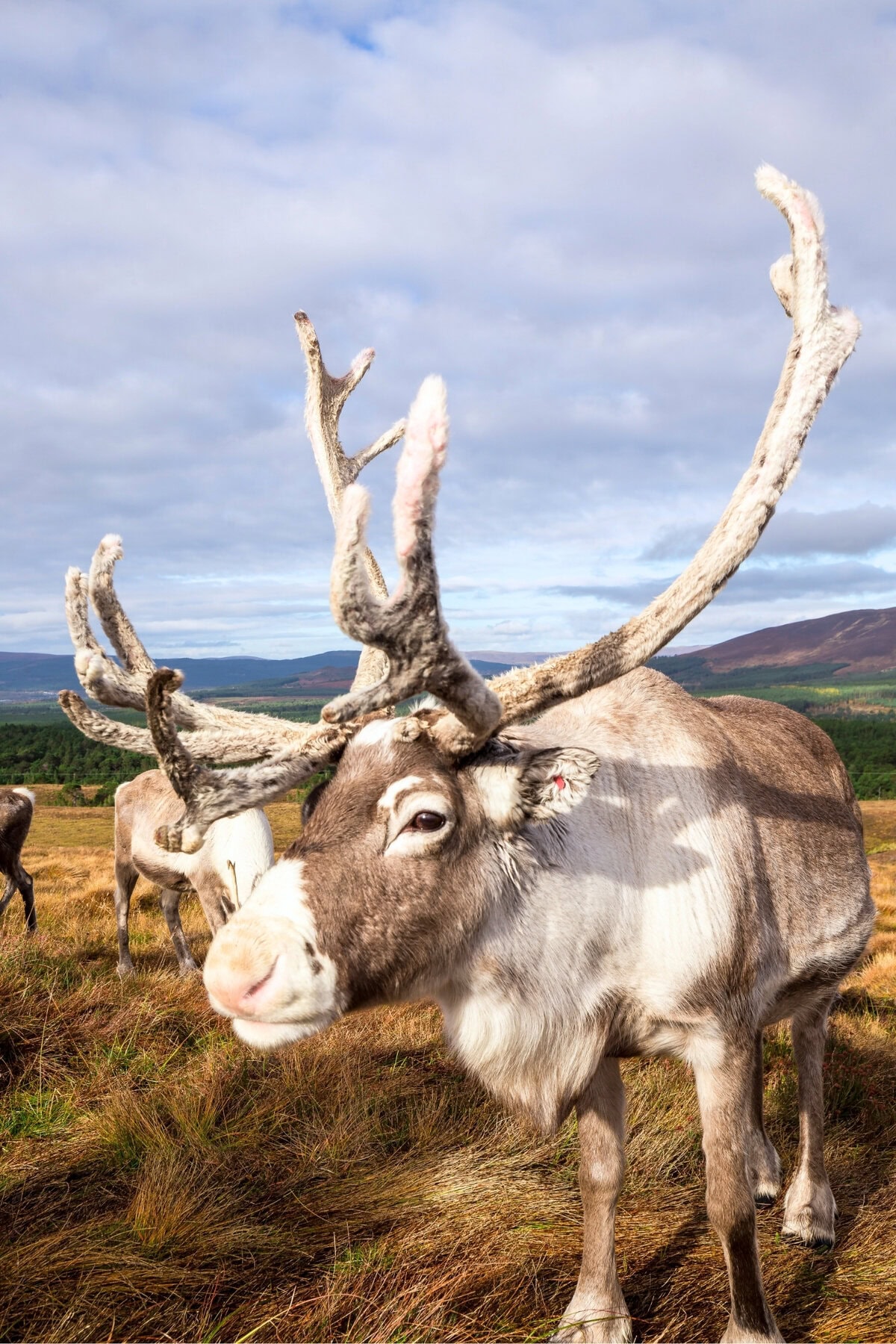 Cairngorm Reindeer Herd