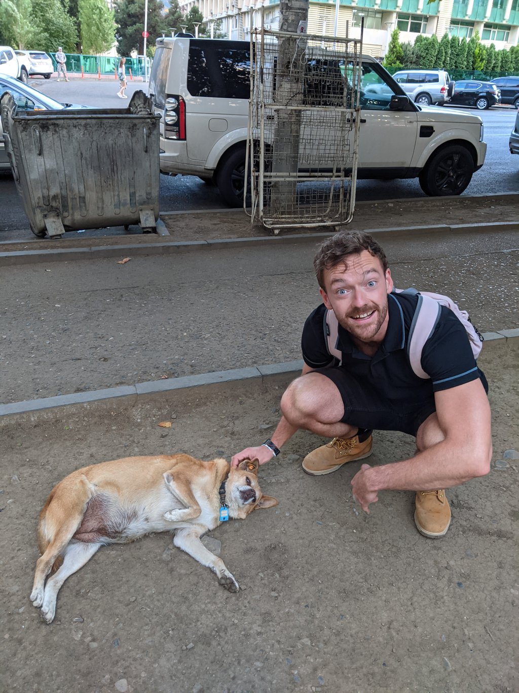 Fat Street Dogs in Tbilisi